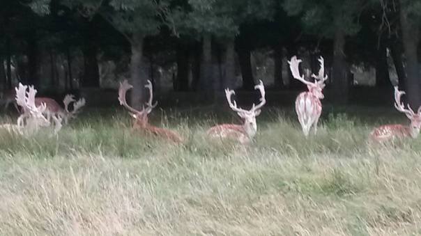 13879252_10154727140036874_5082712622130894927_n