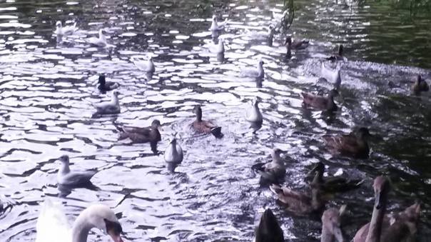 13891996_10154745912316874_3331158215721991835_n