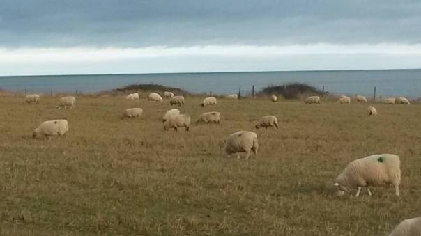 15966302_10155282686691874_6169472540903378581_n