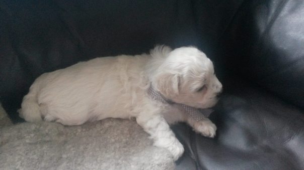 19679299_10155898119091874_8865755416581167350_o