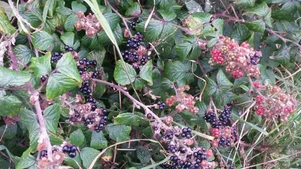 21271090_10156098955671874_7923916253336498631_n